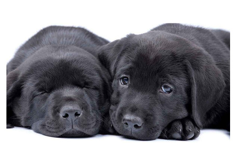 Cute Labradors